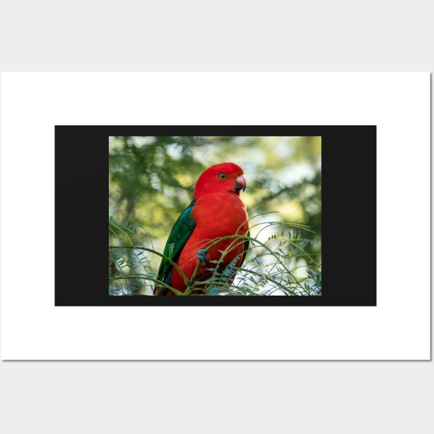 Male King Parrot: Birds of Australia Wall Art by AndrewGoodall